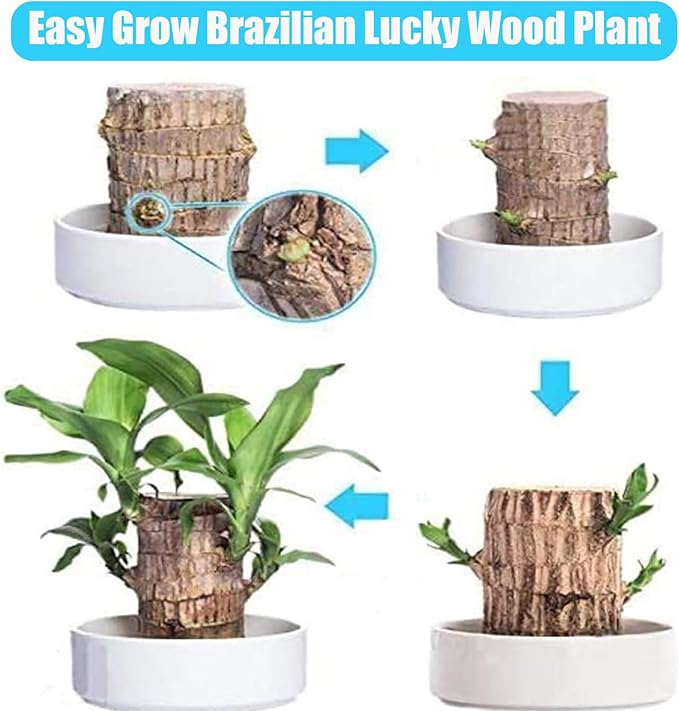 Lucky Brazil Wood Plant 🔥Buy 1 Get 1 Free*** Last Day Sale - 50% Off🔥