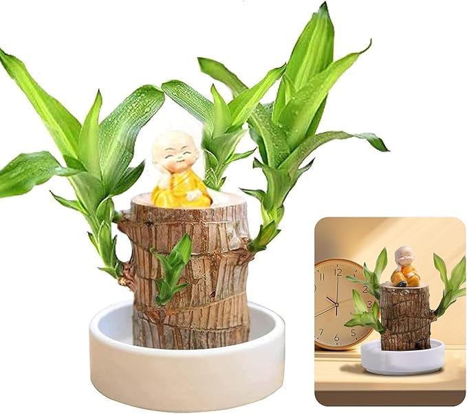 Lucky Brazil Wood Plant 🔥Buy 1 Get 1 Free*** Last Day Sale - 50% Off🔥