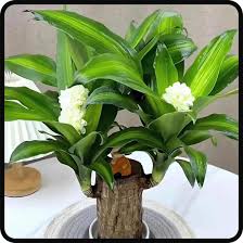 Lucky Brazil Wood Plant 🔥Buy 1 Get 1 Free*** Last Day Sale - 50% Off🔥