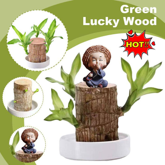 Lucky Brazil Wood Plant 🔥Buy 1 Get 1 Free*** Last Day Sale - 50% Off🔥